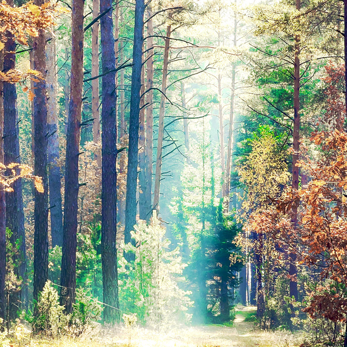 実りあるリスの森　シーグラス／天然石／フレームアート／壁掛け／秋／りす／ぶどう／ 実りあるリスの森 シーグラス／天然石／フレームアート／壁掛け／秋