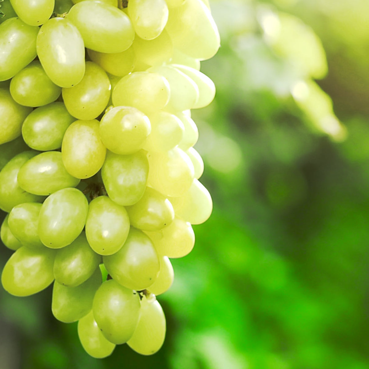 SHINE VINE – Anearth | フレグランスディフューザーショップ